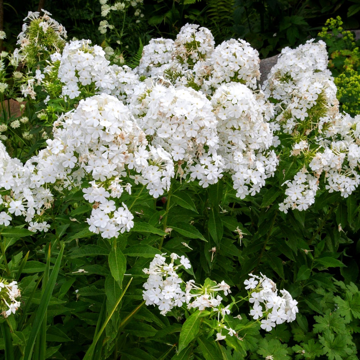 Hohe Flammenblume 'Fujiyama' (Phlox paniculata)
