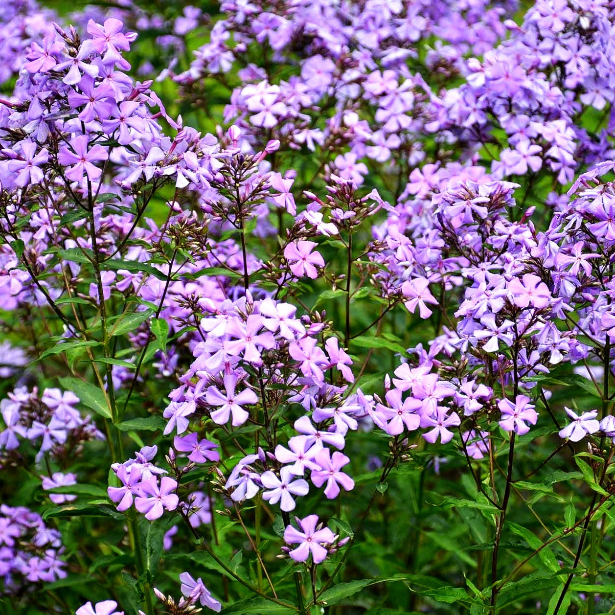 Hohe Flammenblume 'Great Smoky Mountains' (Phlox paniculata)