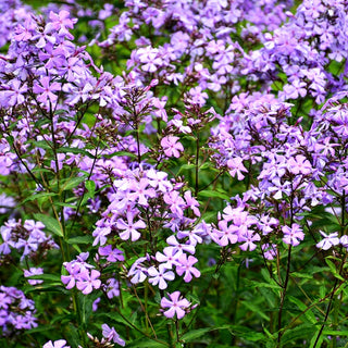 Hohe Flammenblume 'Great Smoky Mountains' (Phlox paniculata)