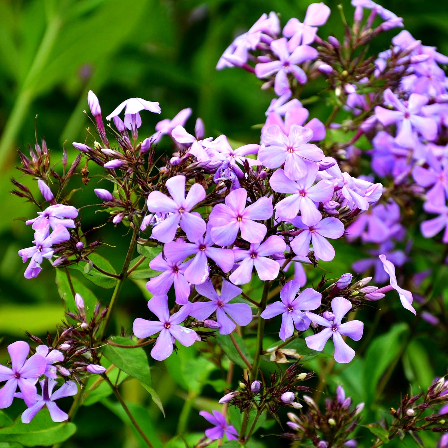 Hohe Flammenblume 'Great Smoky Mountains' (Phlox paniculata)
