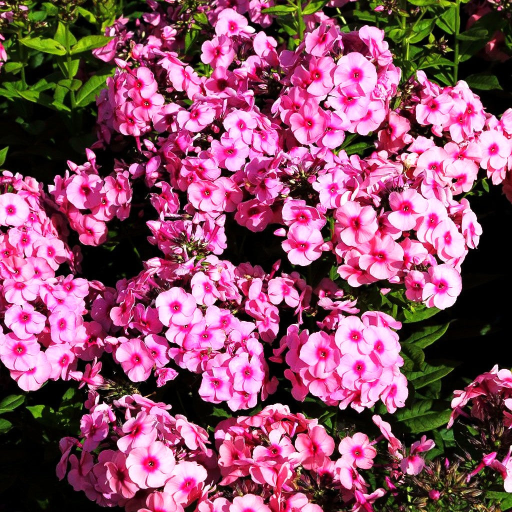 Hohe Flammenblume 'Jeff's Pink' (Phlox paniculata)