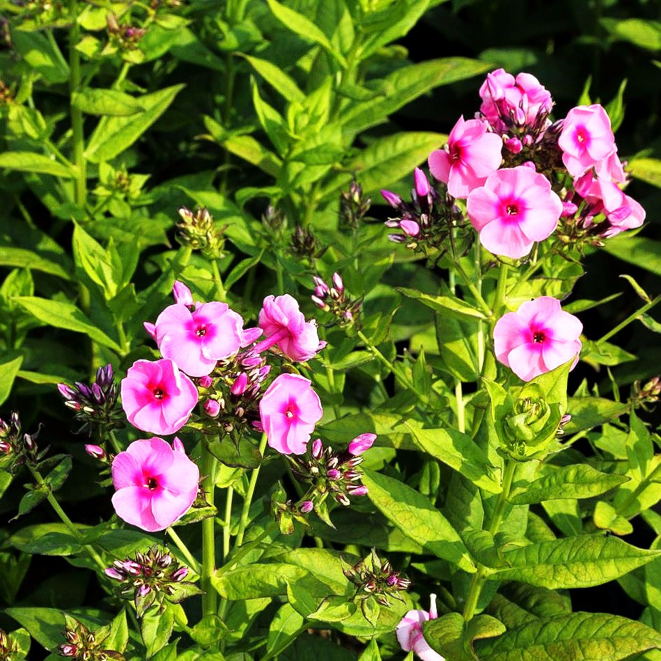 Hohe Flammenblume 'Jeff's Pink' (Phlox paniculata)