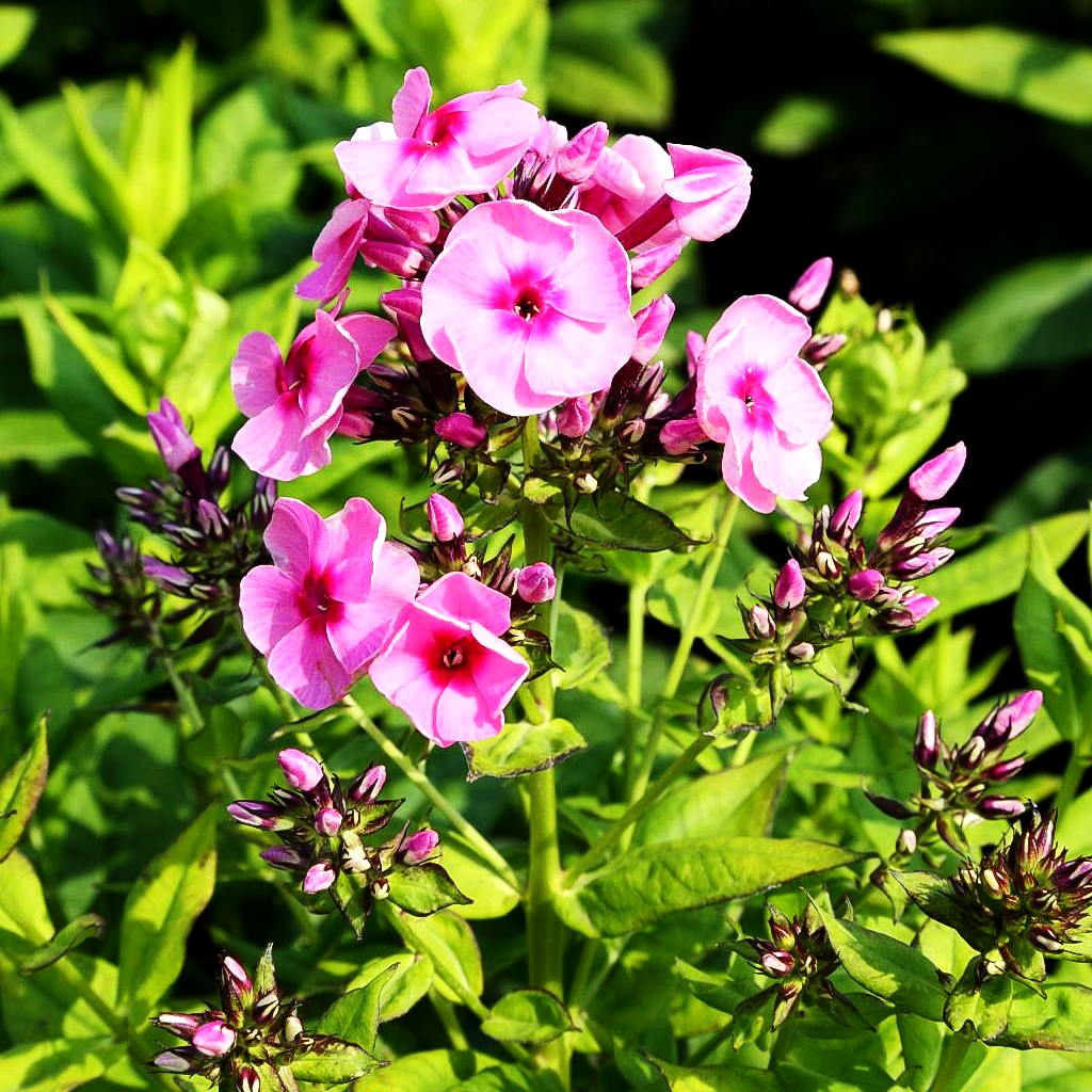 Hohe Flammenblume 'Jeff's Pink' (Phlox paniculata)