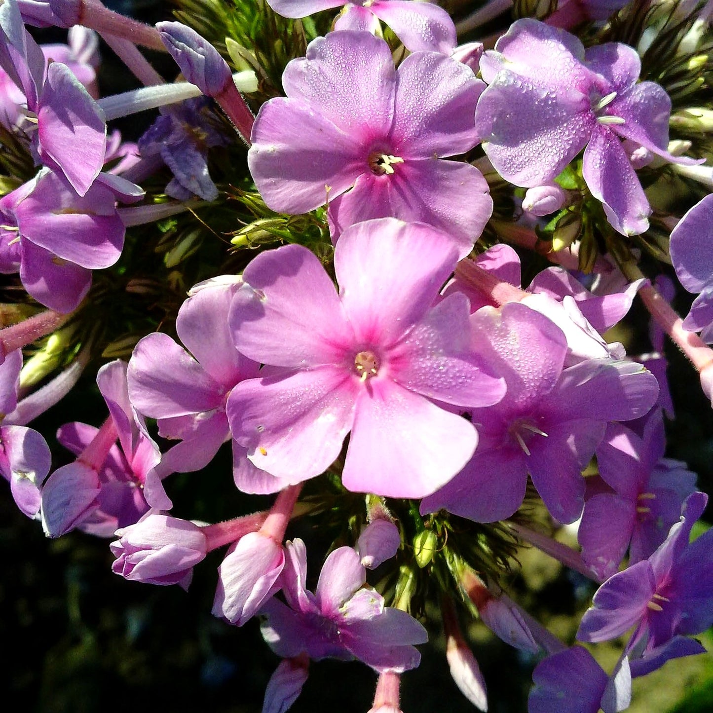 Hohe Flammenblume 'Kleiner Augenstern' (Phlox paniculata)