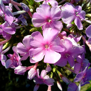 Hohe Flammenblume 'Kleiner Augenstern' (Phlox paniculata)