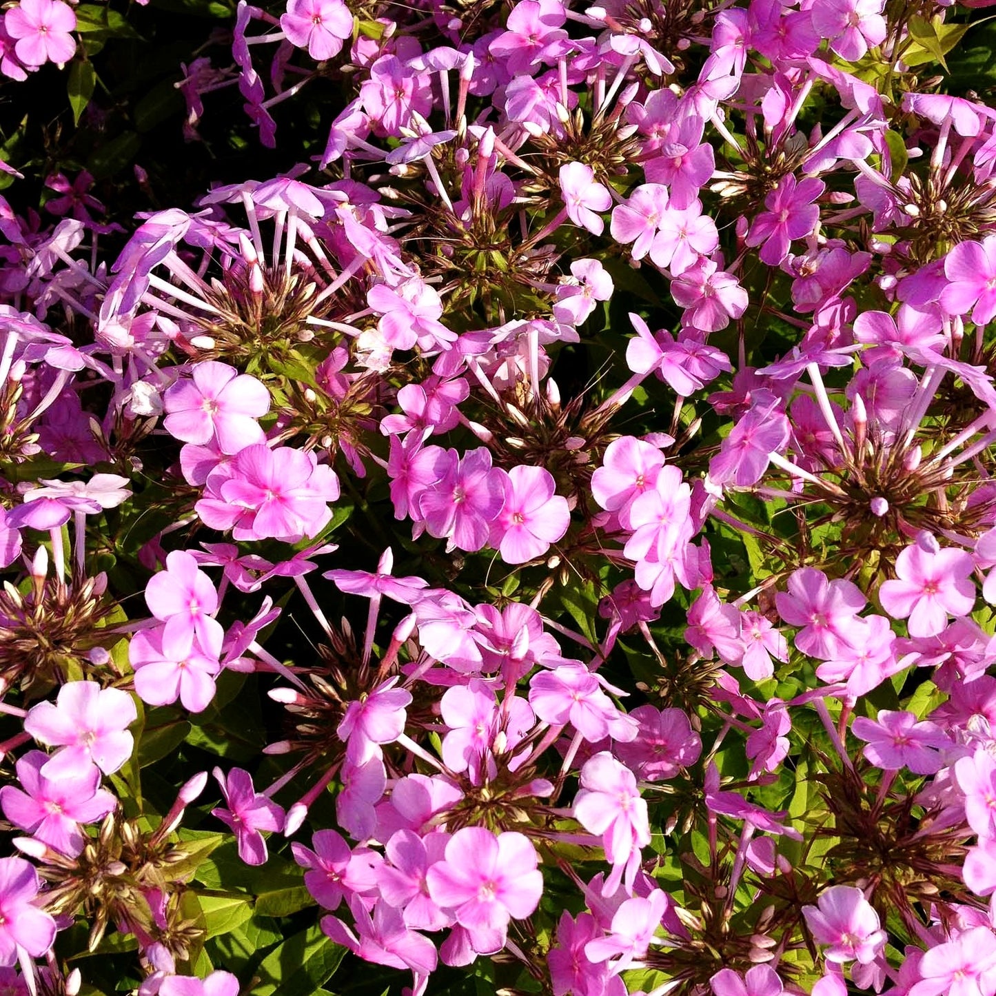 Hohe Flammenblume 'Kleiner Augenstern' (Phlox paniculata)