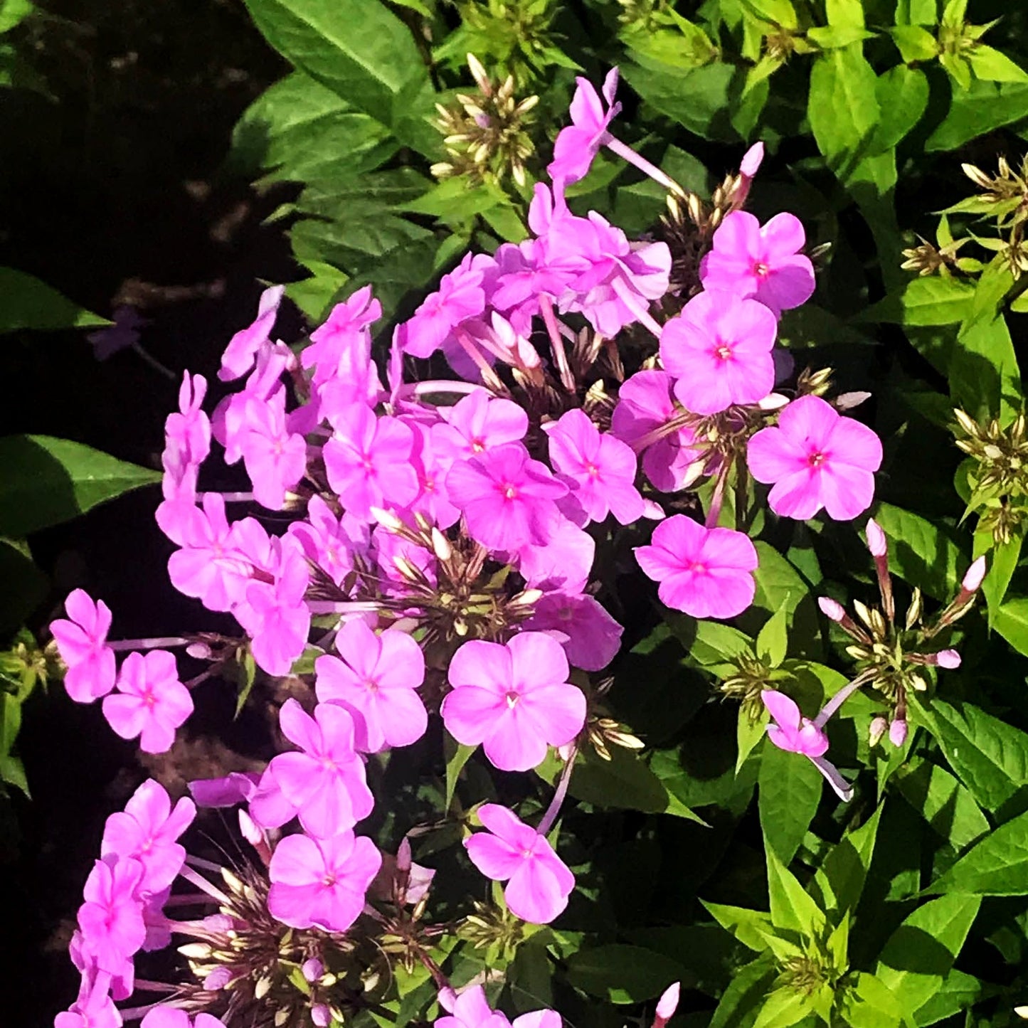 Hohe Flammenblume 'Kleiner Augenstern' (Phlox paniculata)