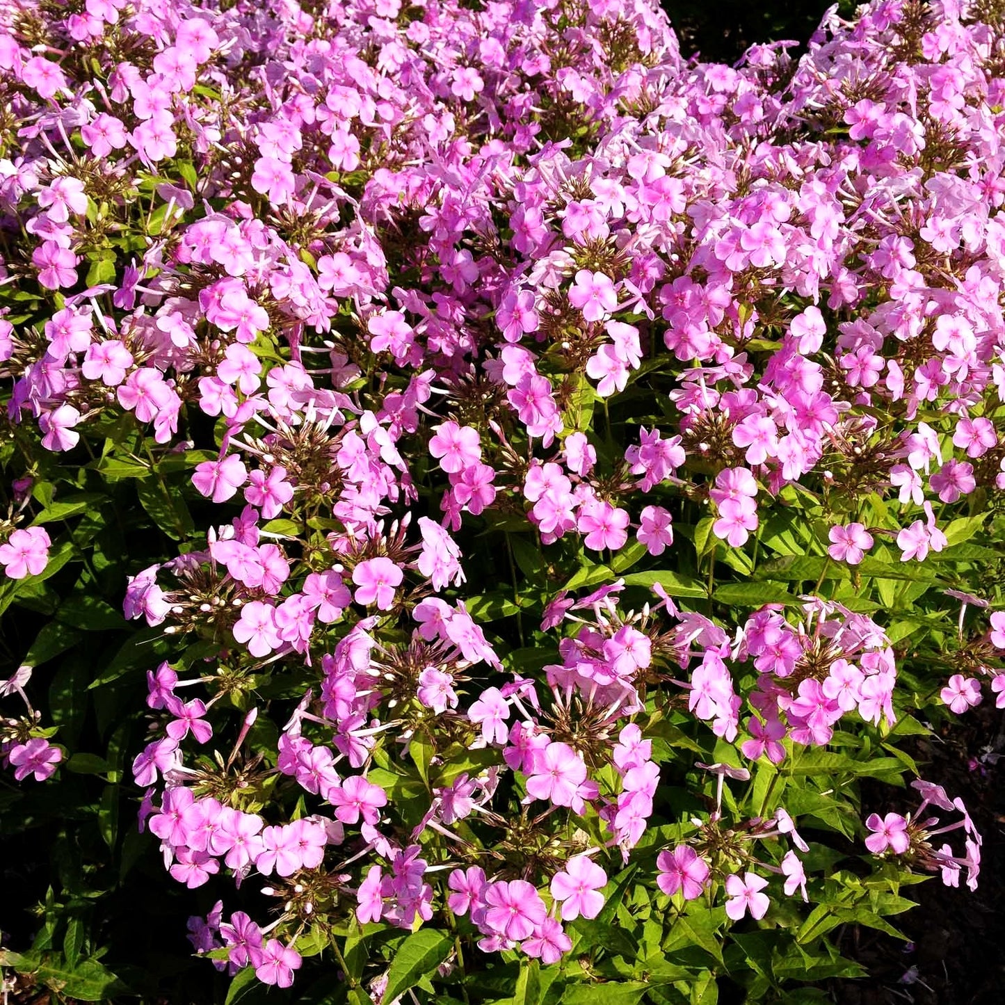 Hohe Flammenblume 'Kleiner Augenstern' (Phlox paniculata)