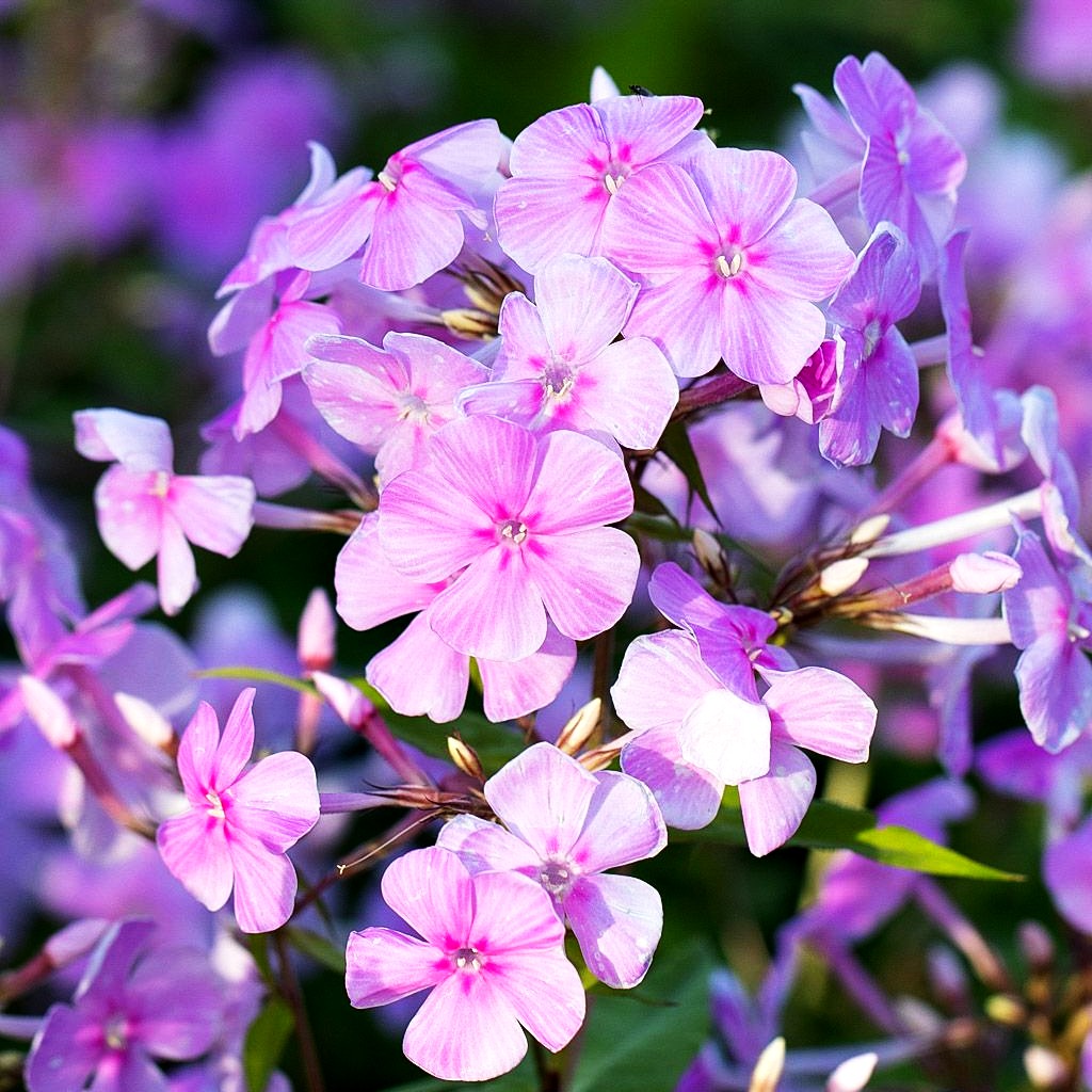 Hohe Flammenblume 'Kleiner Augenstern' (Phlox paniculata)