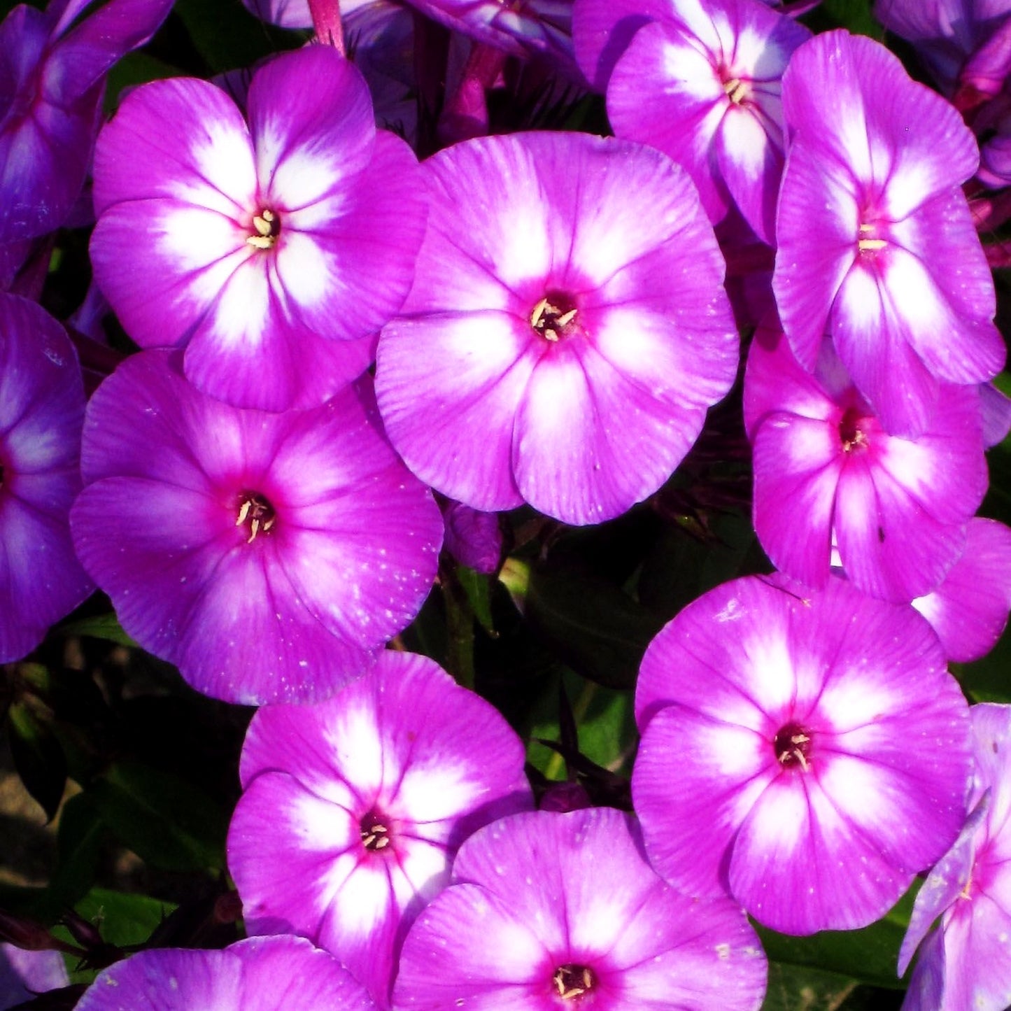 Hohe Flammenblume 'Laura' (Phlox paniculata)