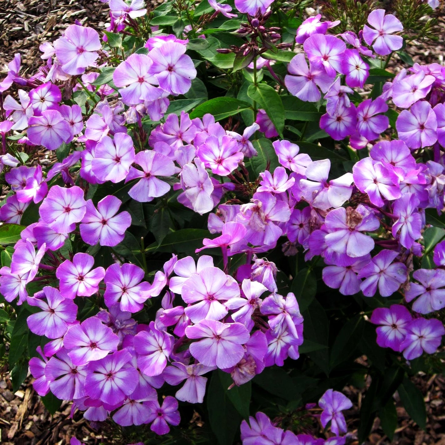 Hohe Flammenblume 'Laura' (Phlox paniculata)