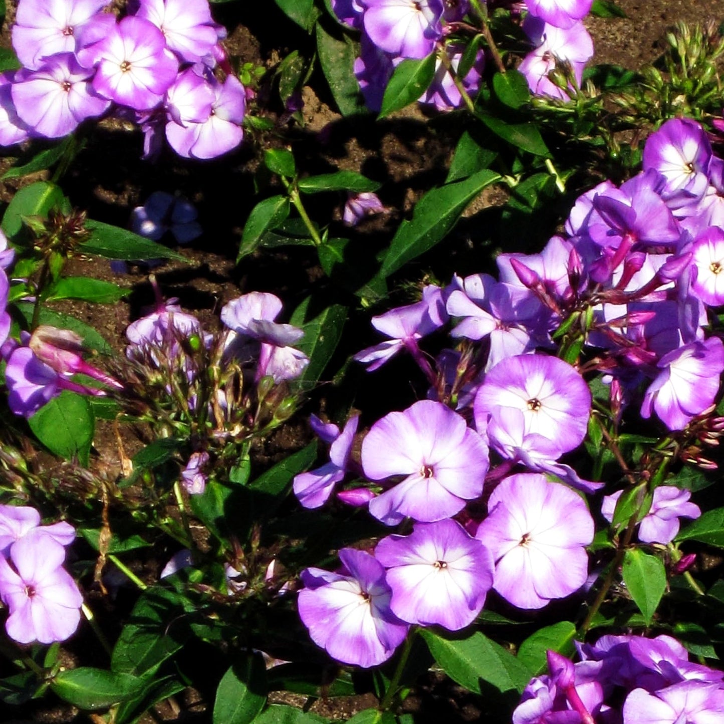 Hohe Flammenblume 'Laura' (Phlox paniculata)