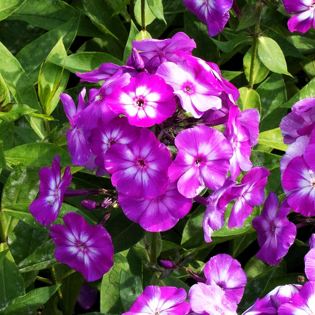 Hohe Flammenblume 'Laura' (Phlox paniculata)