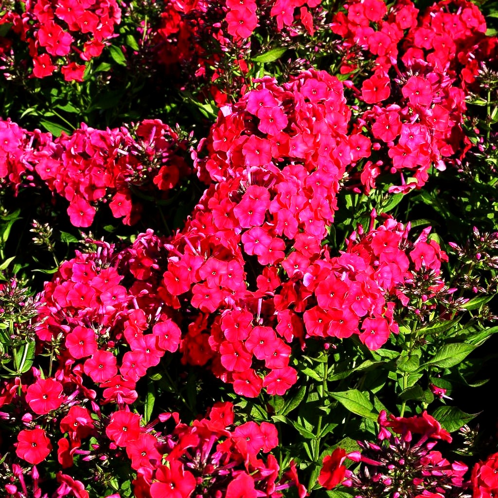 Hohe Flammenblume 'Mary' (Phlox paniculata)