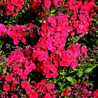 Hohe Flammenblume 'Mary' (Phlox paniculata)