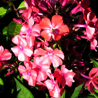Hohe Flammenblume 'Orange' (Phlox paniculata)