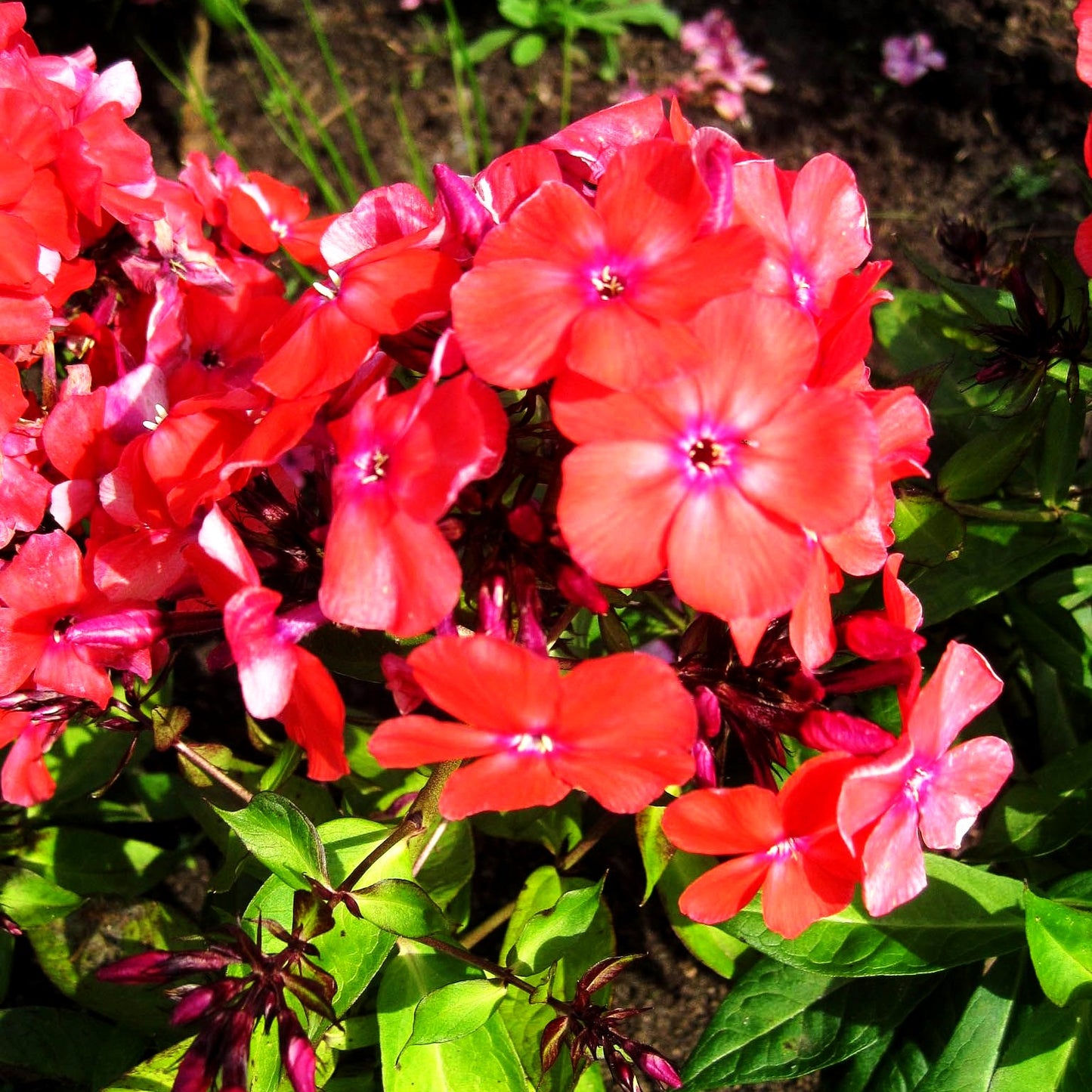 Hohe Flammenblume 'Orange' (Phlox paniculata)