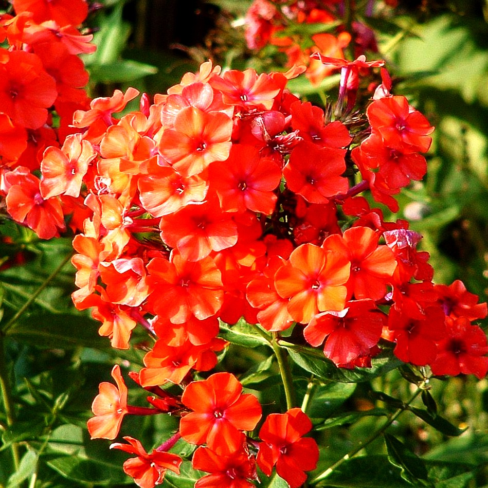 Hohe Flammenblume 'Orange' (Phlox paniculata)