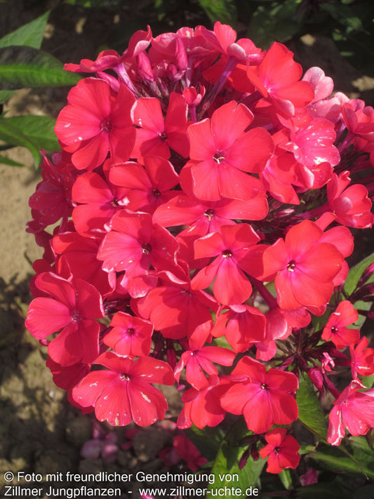 Hohe Flammenblume 'Starfire' (Phlox paniculata)