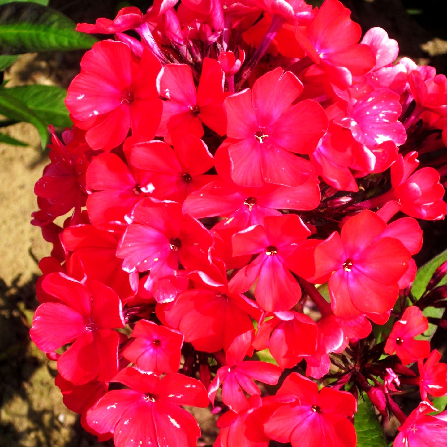 Hohe Flammenblume 'Starfire' (Phlox paniculata)