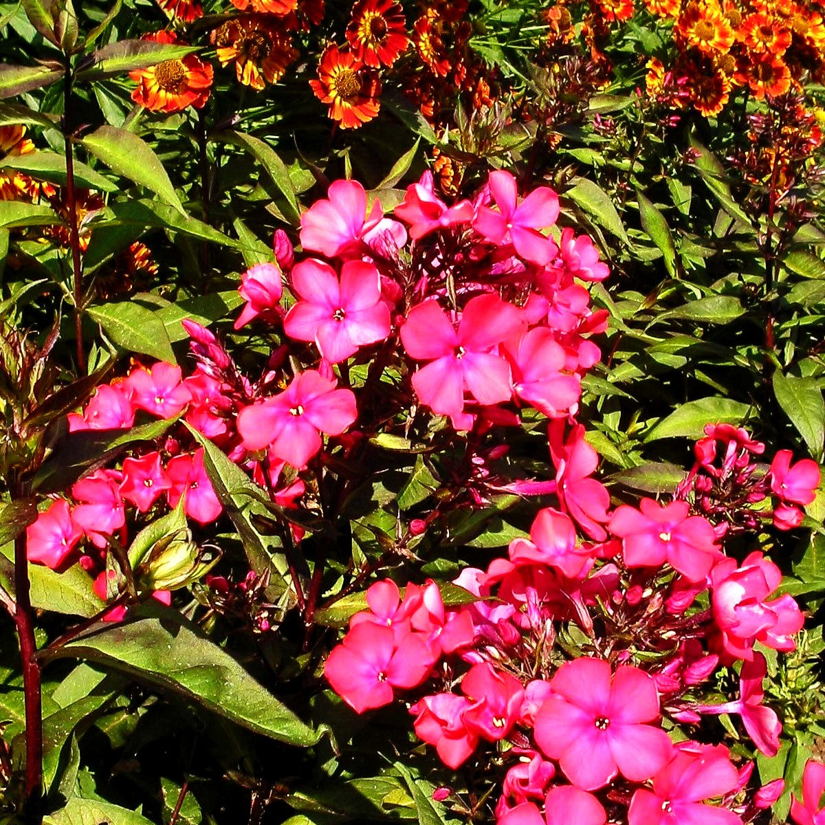 Hohe Flammenblume 'Starfire' (Phlox paniculata)