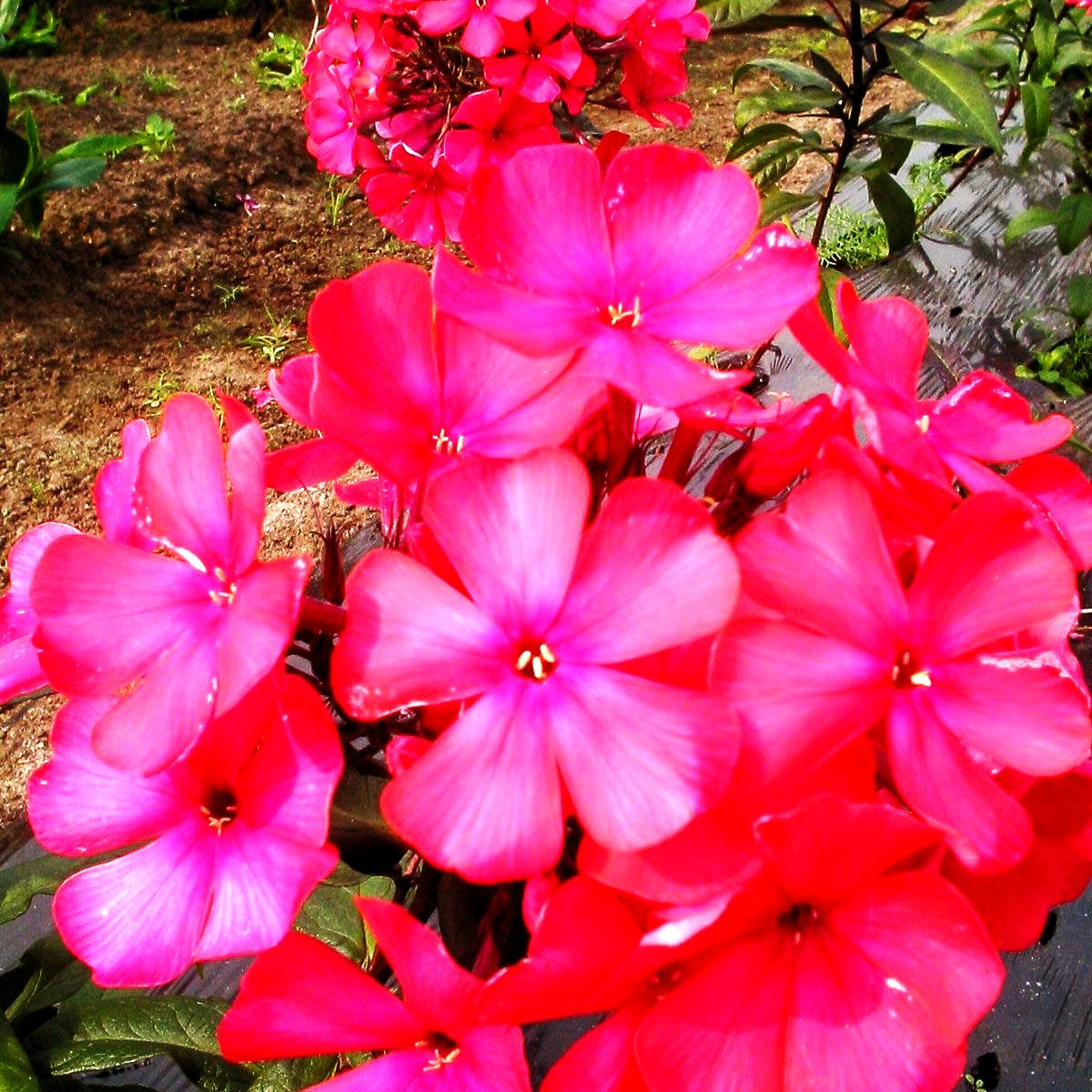Hohe Flammenblume 'Starfire' (Phlox paniculata)