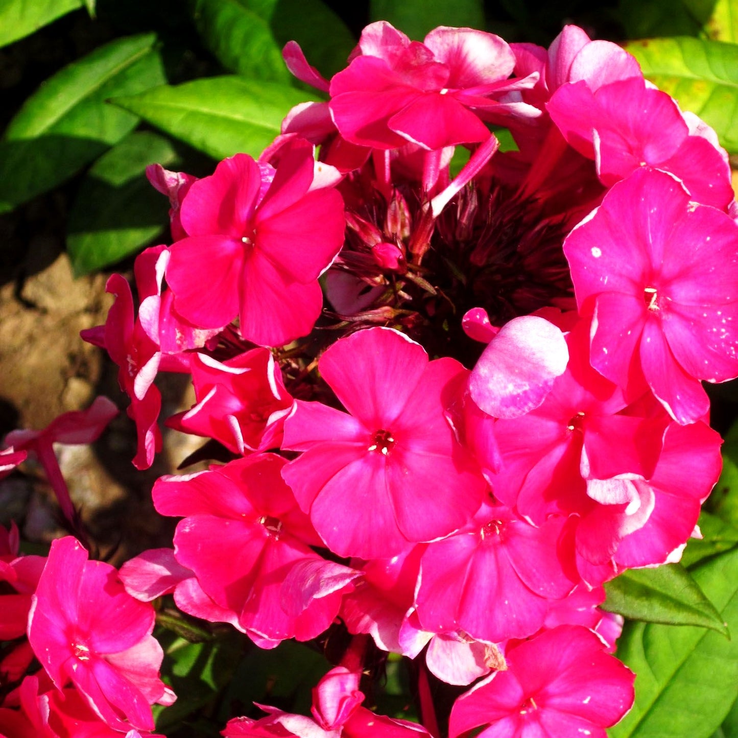 Hohe Flammenblume 'Tenor' (Phlox paniculata)