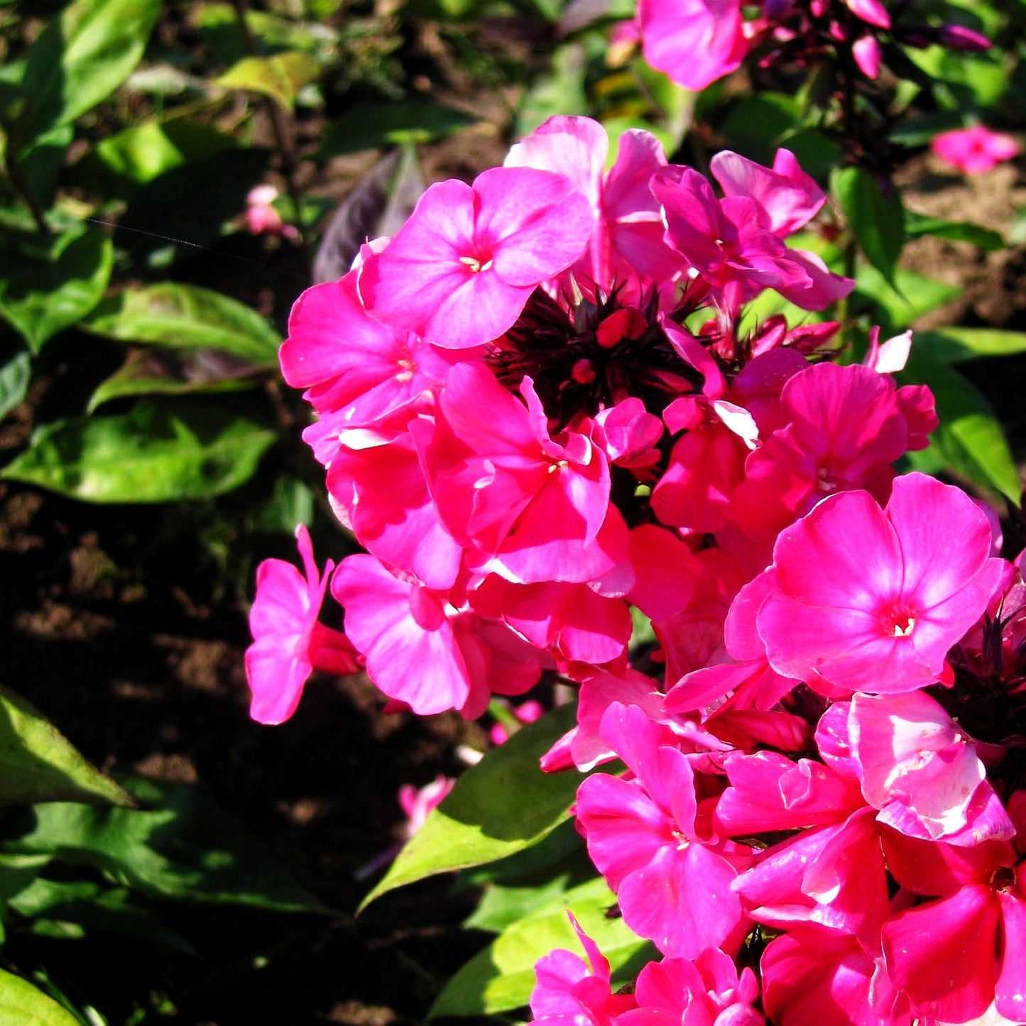 Hohe Flammenblume 'Tenor' (Phlox paniculata)