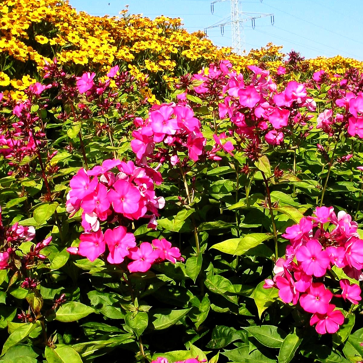 Hohe Flammenblume 'Tenor' (Phlox paniculata)