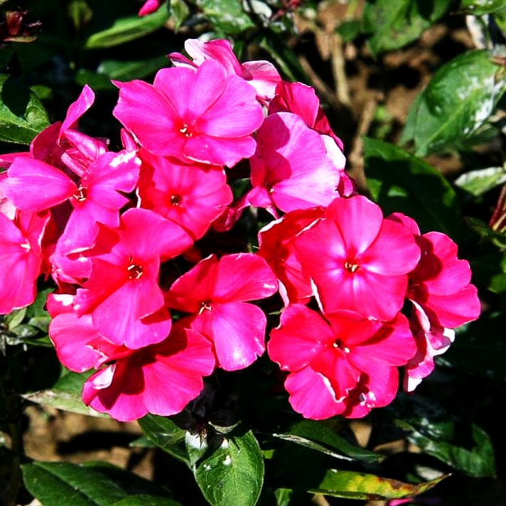 Hohe Flammenblume 'Tenor' (Phlox paniculata)