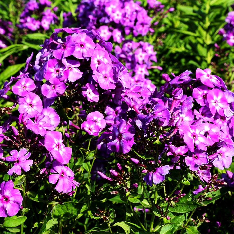 Hohe Flammenblume 'Uspech' (Phlox paniculata)