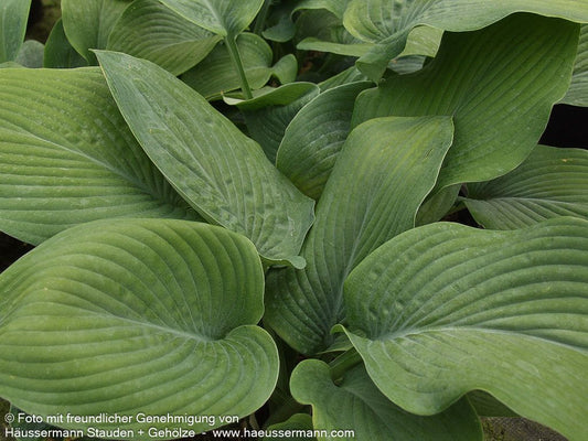 Hohe Funkie 'Blue Mammoth' (Hosta sieboldiana)