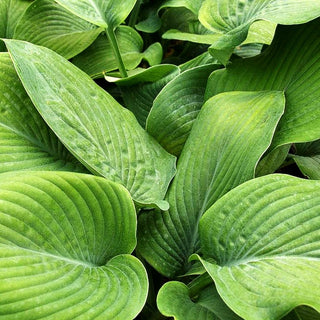 Hohe Funkie 'Blue Mammoth' (Hosta sieboldiana)