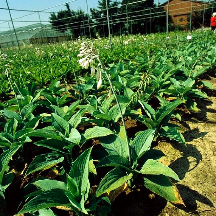 Hohe Funkie 'Blue Mammoth' (Hosta sieboldiana)