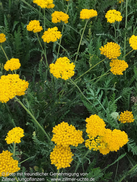 Hohe Gold-Garbe 'Altgold' (Achillea filipendulina)