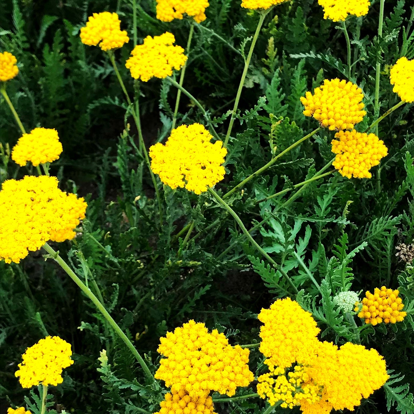 Hohe Gold-Garbe 'Altgold' (Achillea filipendulina)