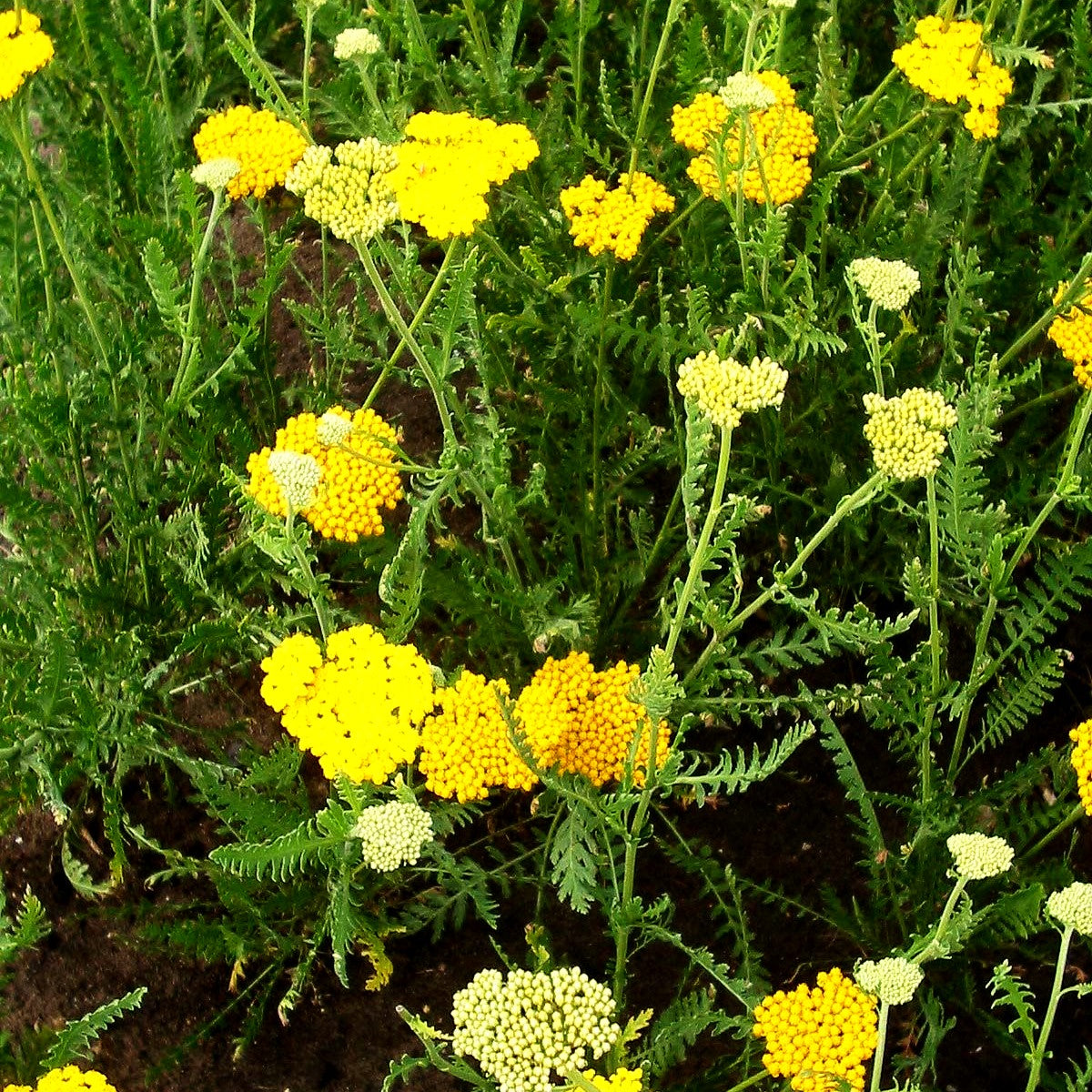 Hohe Gold-Garbe 'Altgold' (Achillea filipendulina)