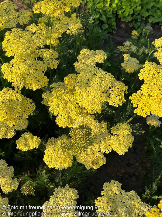 Hohe Gold-Garbe 'Credo' (Achillea filipendulina)