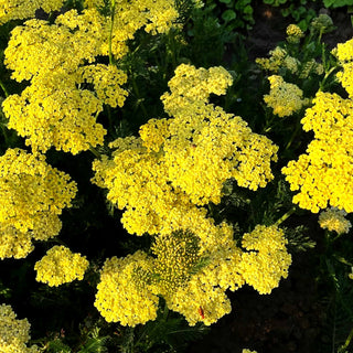 Hohe Gold-Garbe 'Credo' (Achillea filipendulina)