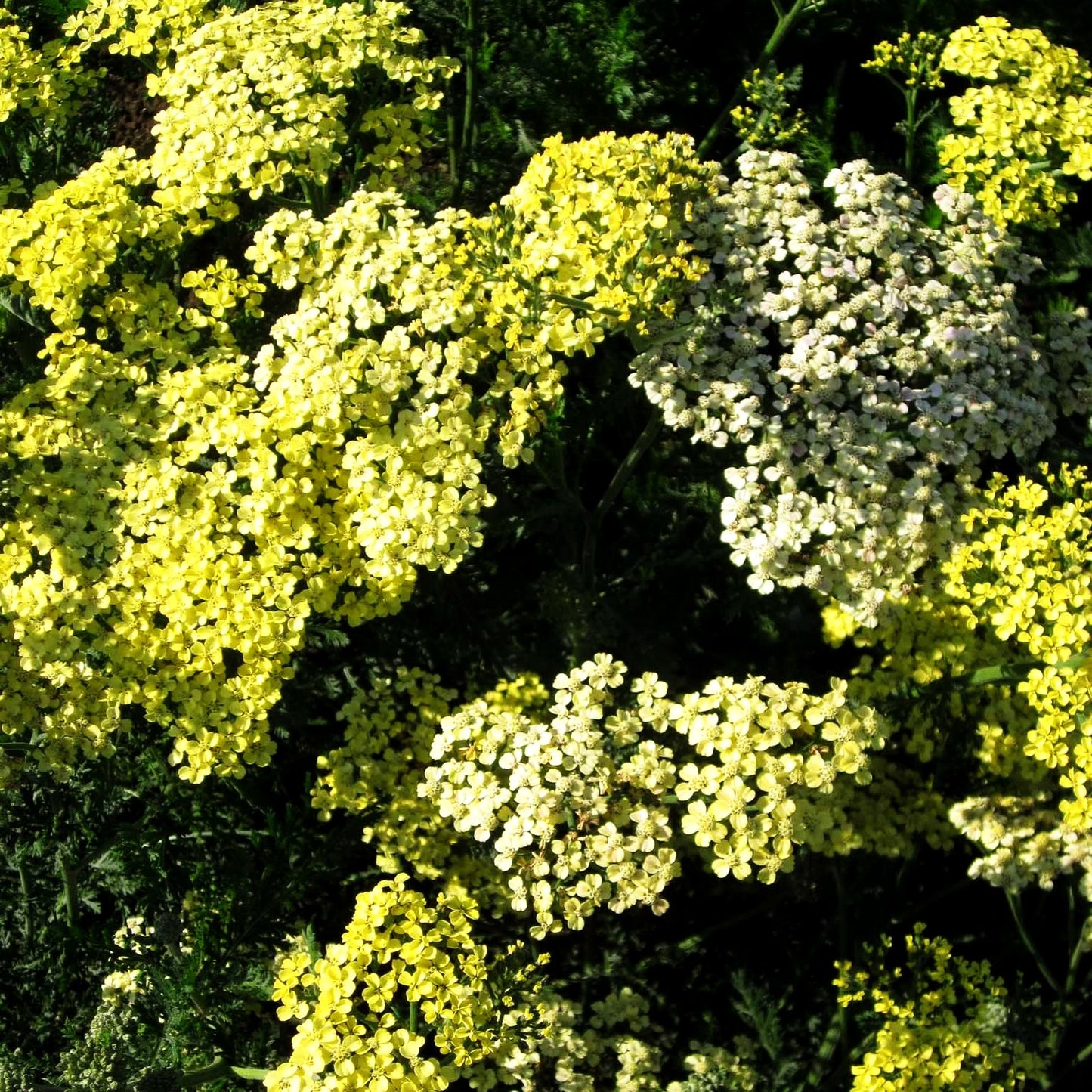 Hohe Gold-Garbe 'Credo' (Achillea filipendulina)