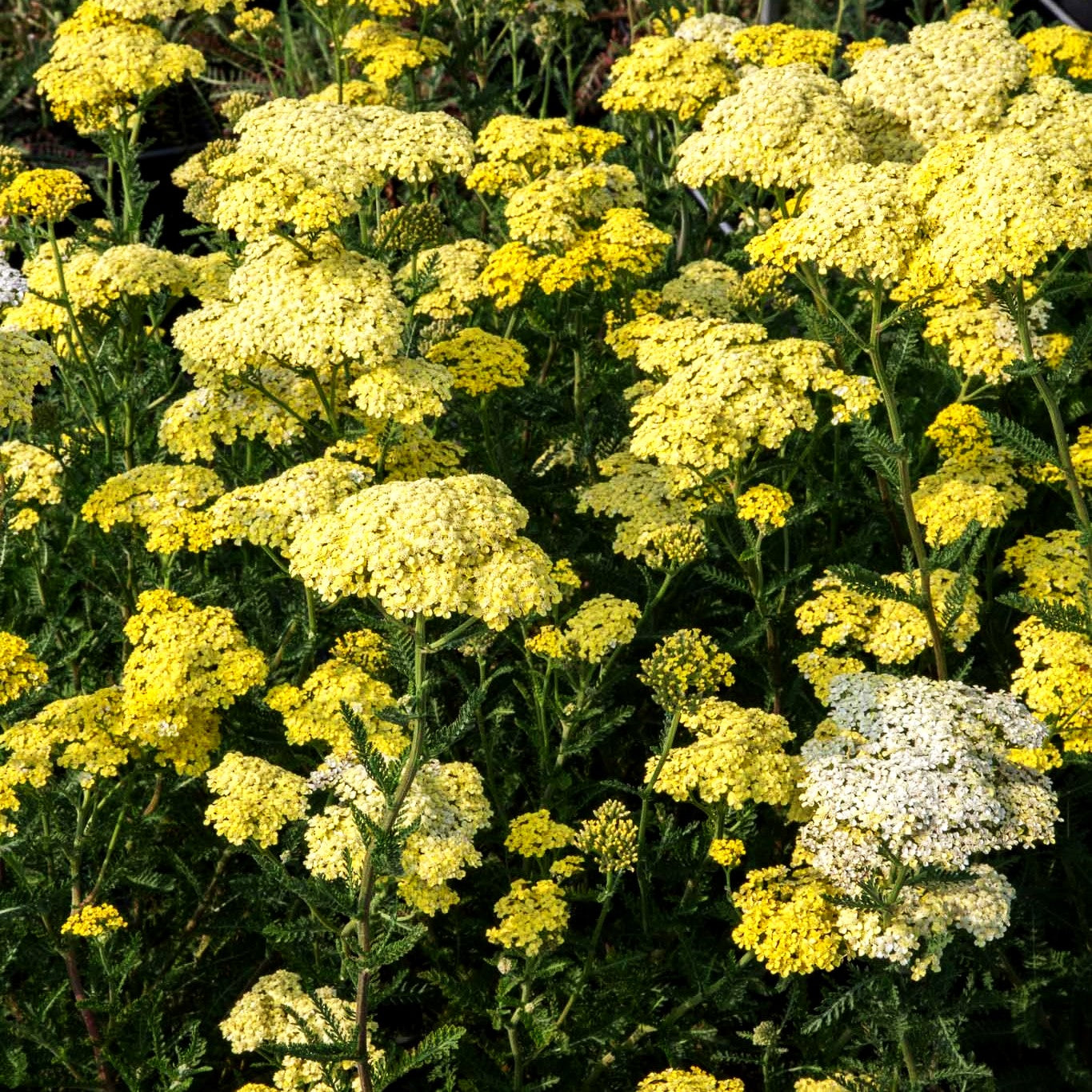 Hohe Gold-Garbe 'Credo' (Achillea filipendulina)