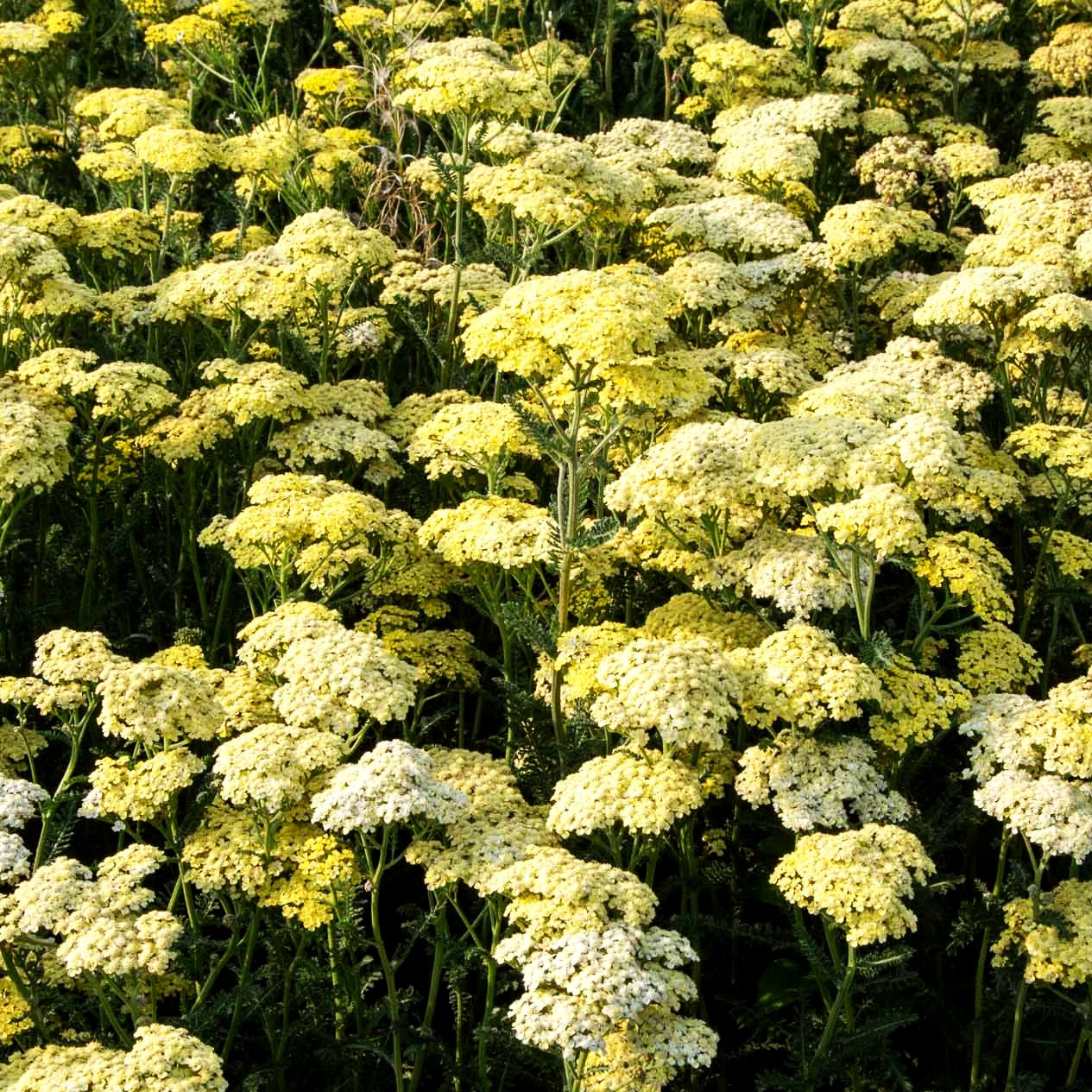 Hohe Gold-Garbe 'Credo' (Achillea filipendulina)