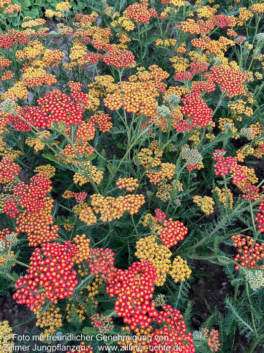 Hohe Gold-Garbe 'Feuerland' (Achillea filipendulina)