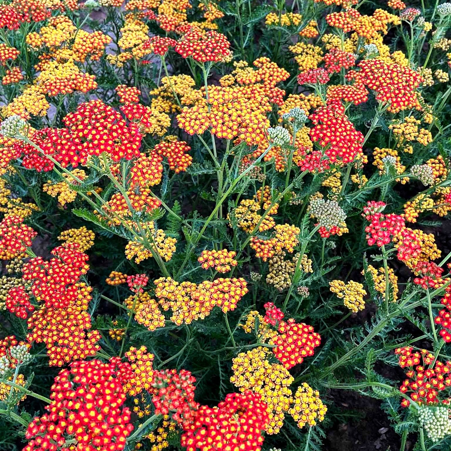 Hohe Gold-Garbe 'Feuerland' (Achillea filipendulina)