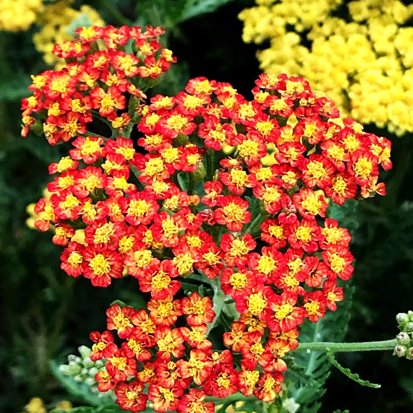 Hohe Gold-Garbe 'Feuerland' (Achillea filipendulina)