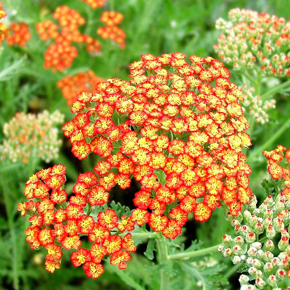 Hohe Gold-Garbe 'Feuerland' (Achillea filipendulina)