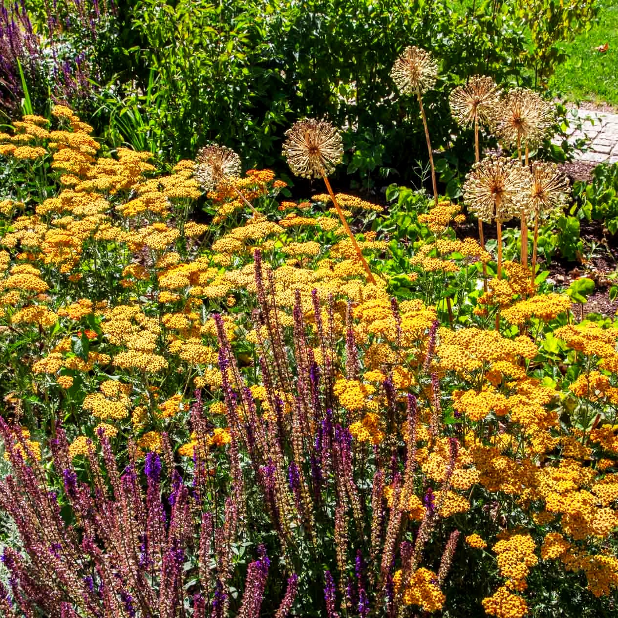 Hohe Gold-Garbe 'Feuerland' (Achillea filipendulina)