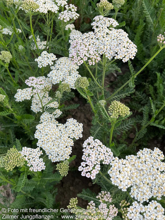 Hohe Gold-Garbe 'Heinrich Vogeler' (Achillea filipendulina)