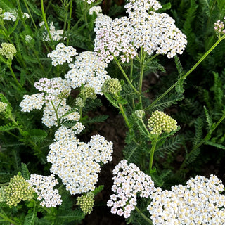 Hohe Gold-Garbe 'Heinrich Vogeler' (Achillea filipendulina)