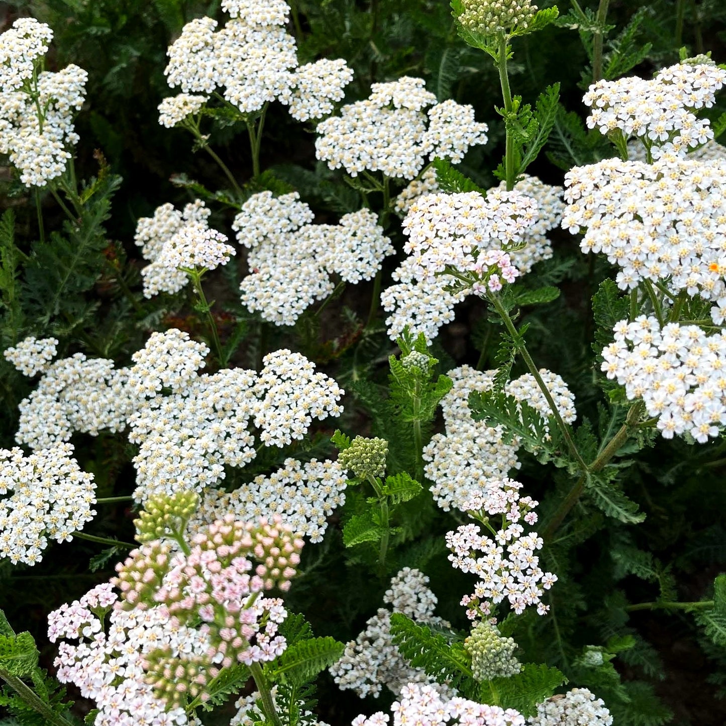 Hohe Gold-Garbe 'Heinrich Vogeler' (Achillea filipendulina)